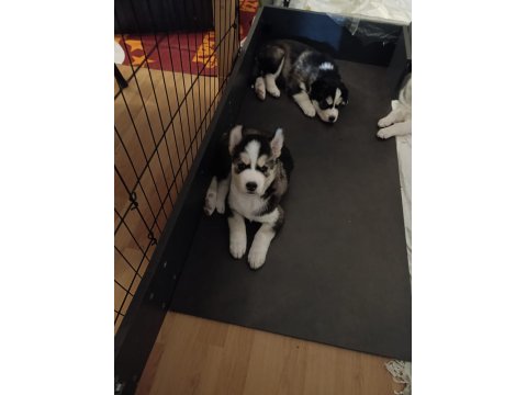 40 Günlük Husky Yavruları