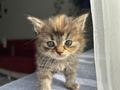 2 Aylık Yavru Dişi British Longhair