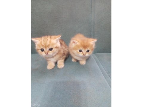 Scottish Straight Yavrusu