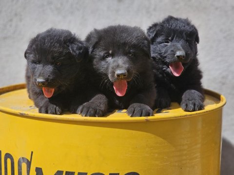 Safkan Working Solid Black Alman Kurdu