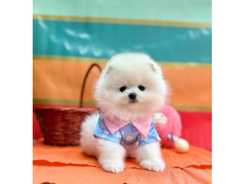 Safkan Pomeranian Boo Yavru Köpeklerimiz