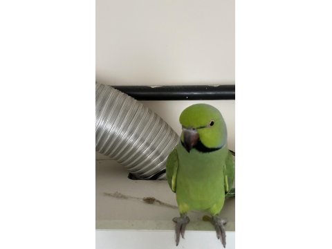 Erkek Pakistan Papağanı