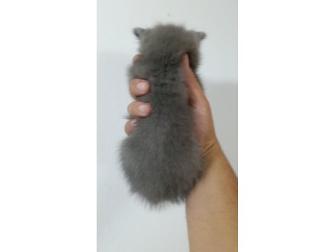 A Kalite British Shorthair Bebekler