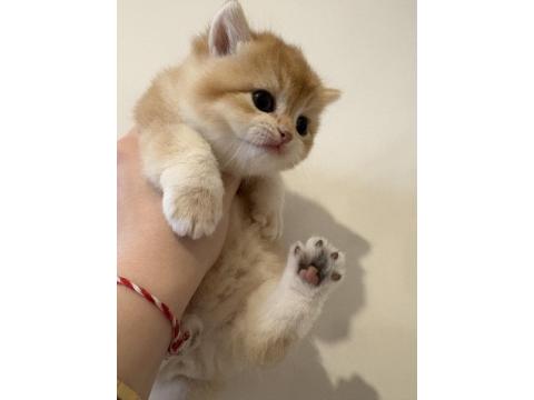 Safkan British Golden Longhair Shorthair Ny12 Yavrular