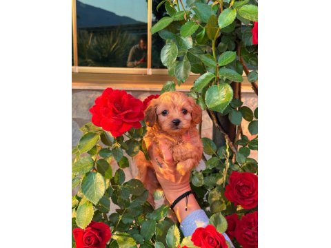 Üst Kalite Maltipoo Yavrularımız