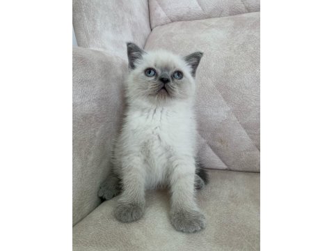 Ayı Surat Top Kafa Erkek British Shorthair Bebiş