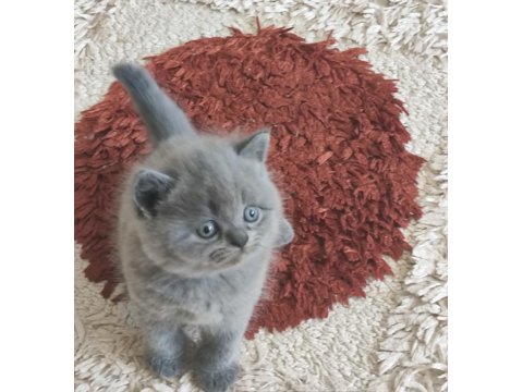 Koca Kafalı British Shorthair Bebişler