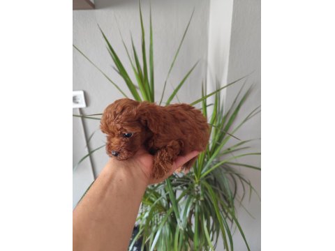 Toy Poodle Bebişler