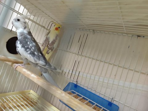 Wifi Erkek Sultan Papağanı