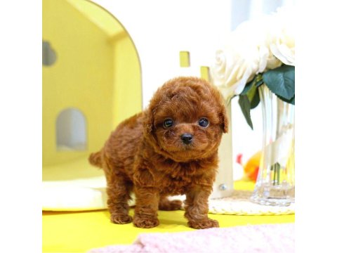 Toy Poodle Köpeklerim