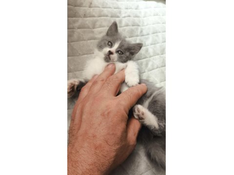 British Shorthair Yavru 50 Günlük