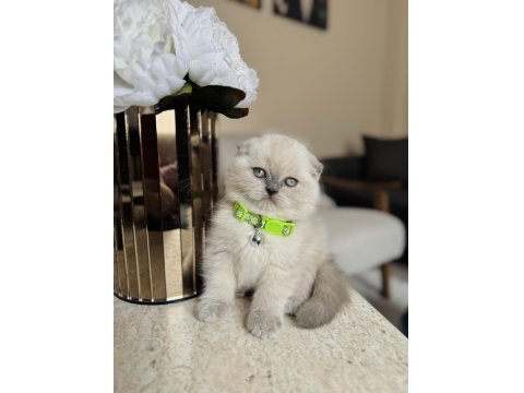 Scottish Fold Bluepoint