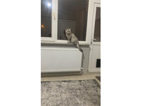 Kedimiz Ücretsizdir Ömürlük Yuva