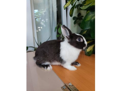 Hollanda Cücesi Tavşan Eşli Yada Tek Olarak Siyah Beyaz