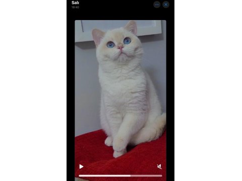 Muhteşem Kan Hattına Sahip British Shorthair Bebeklerim