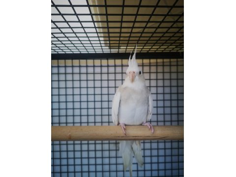 6-7 Aylık Dişi Sultan Papağanı