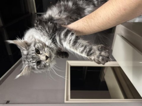 Maine Coon 10 Aylık Minik Dev