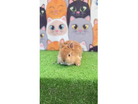 Cüce Tavşan Yavruları Gönderim Yapılır