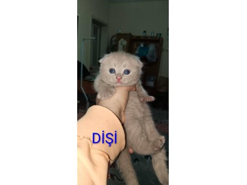 Rezerveye Açık Yavru Kedilerimiz