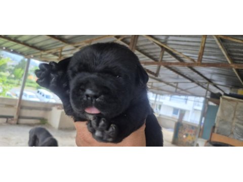 Orjinal Cane Corso Yavrular