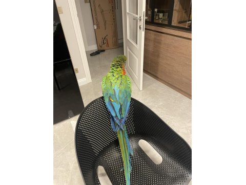 Hybrid Macaw Papağanı Eğitimli Uysal