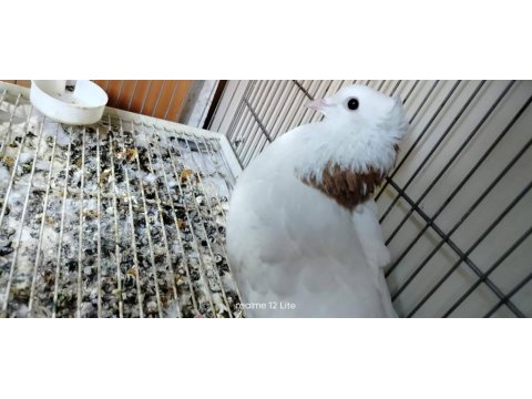 Satılık Her Çeşit Güvercinler Yavru Yumurta Muayer