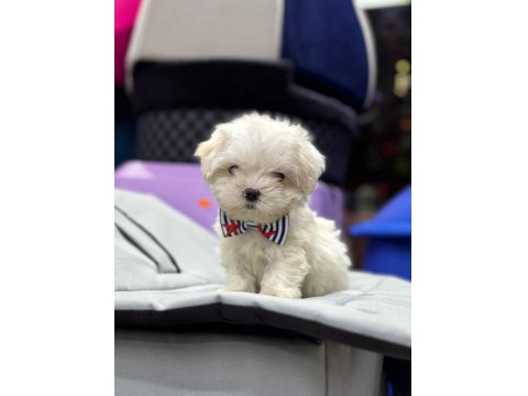 Mini Boy Maltese Yavrular