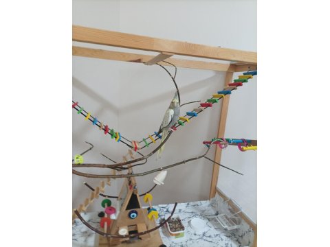 Sultan Papağanı Ve El Yapımı Oyun Kafesi