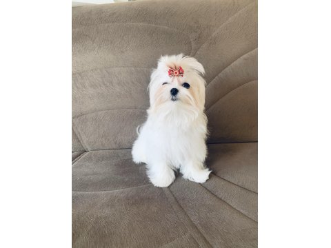 Saf Kore Kanı Maltese