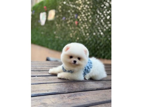 Üst Kalite Pomeranian Yavrular