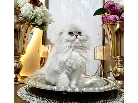 Scottish Fold Longhair Silver Dişi