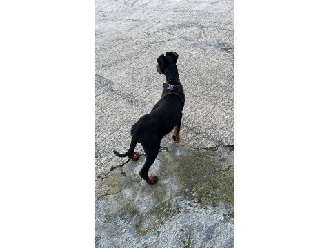 Doberman Yavrumuz Ateş