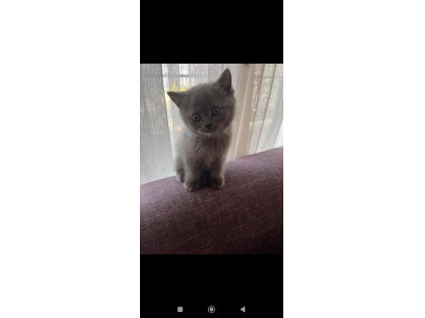 Orjinal Irkta Safkan British Shorthair