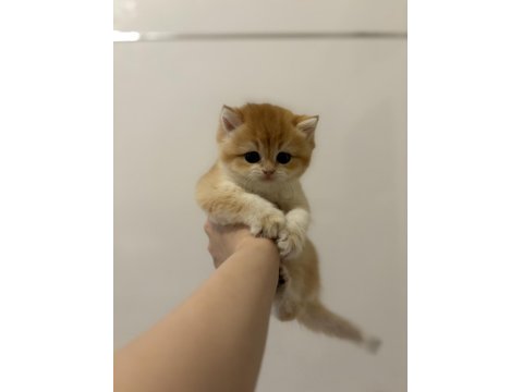 British Golden Ny12 British Shorthair Yavrular