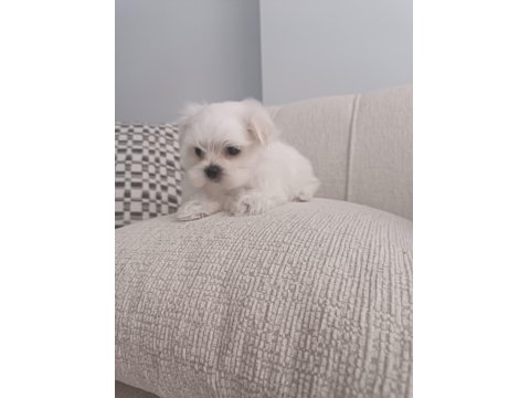 Teacup Kore Maltese Köpeği