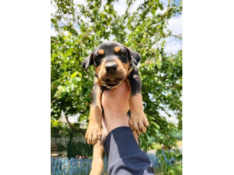 A Kalite Doberman Yavru Köpeğimiz