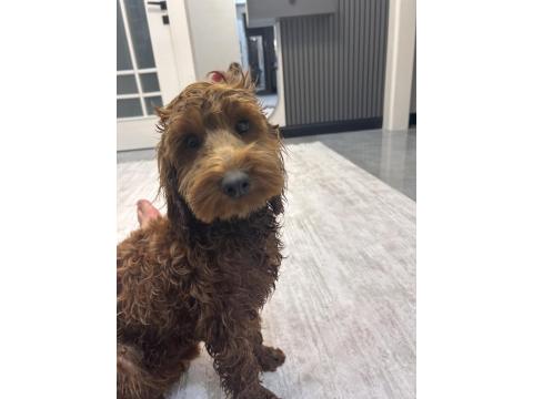 Safkan Toy Poodle 9 Aylık