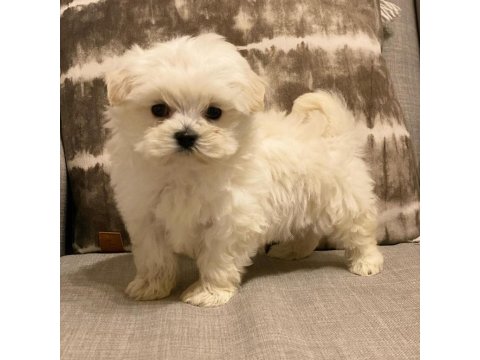 Show Maltese Yavruları