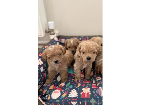 Ev Doğumlu Teacup Maltipoo Yavrular