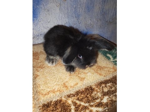 Teddy Lop Tavşanı Yavrular