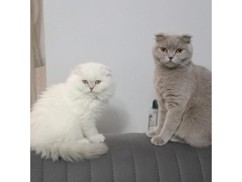 Scottish Fold Longhair Orjinal Safkan