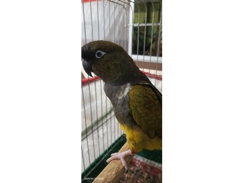 Full Evcil Patagonya Konur Papağanı