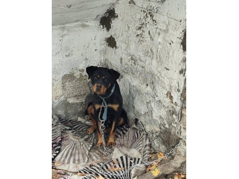 Dişi 1.5 Yaşında Rottweiler
