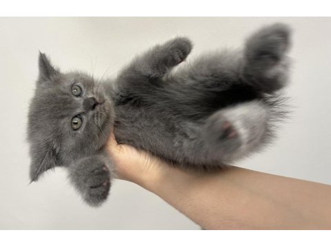 50 Günlük British Shorthair Yavrular