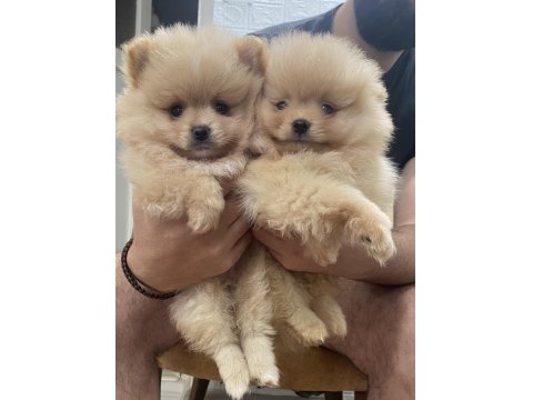 Pomeranian Efsane Bebek Köpekler