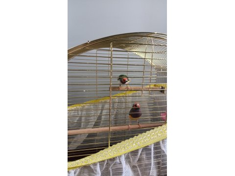 Takım Gökkuşağı İspinozu