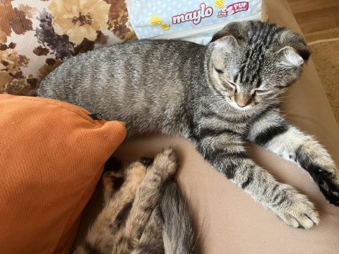 Çok Sevdiğim Kedime Acil Yuva Arıyorum