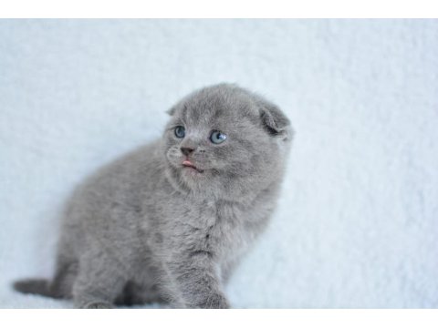 Topaç Gibi Yusyuvarlak Kafa Gri Scottish Fold