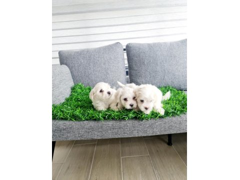 Tuvalet Eğitimli Karbeyaz Lekesiz Maltese Minnaklarım