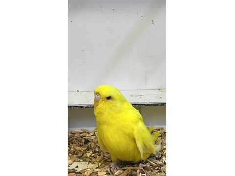 Show Jumbo Muhabbet Kuşu